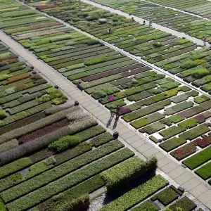 9689 lageschaar vaste planten kwekerij