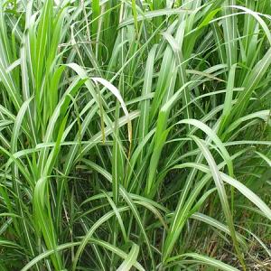 Miscanthus giganteus