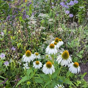 AmberPrairie Garden