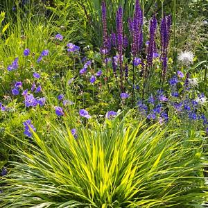 Amethyst Prairie Garden