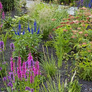 Aquamarine Prairie Garden