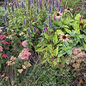 Cobalt Prairie Garden