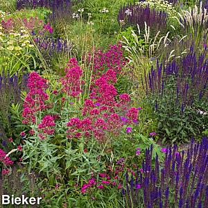 Coral Prairie Garden