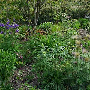 Emerald (Smaragd) Prairie Garden