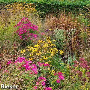 Jasper (Jaspis) Prairie Garden