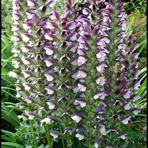 Acanthus hungaricus