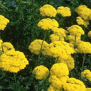 Achillea fil. 'Parker's Variety'