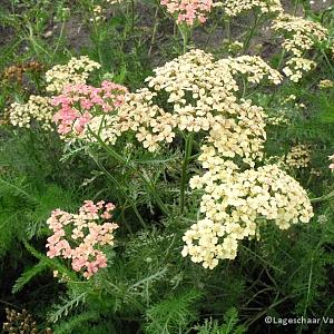 Achillea m. 'Lachsschönheit'