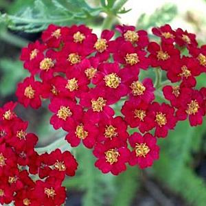 Achillea m. 'Red Beauty'