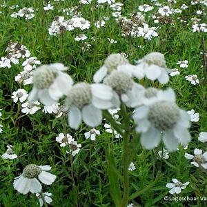 Achillea ptarmica