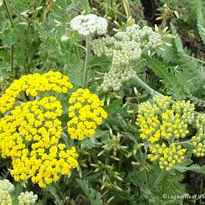 Achillea 'Coronation Gold'