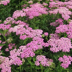 Achillea 'Pretty Belinda'