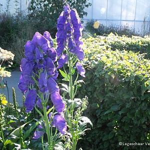 Aconitum carm. 'Arendsii'