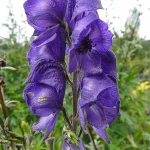 Aconitum napellus