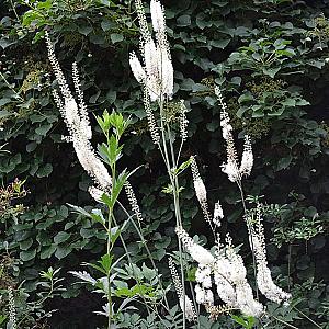 Actaea racemosa