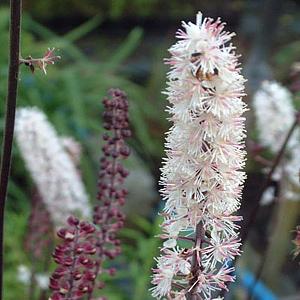 Actaea simp. 'Pink Spike'