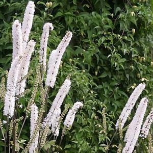 Actaea simp. 'White Pearl'