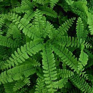 Adiantum pedatum 'Imbricatum'