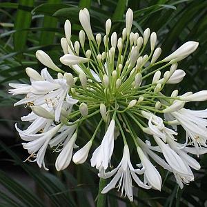 Agapanthus afric. 'Albus'