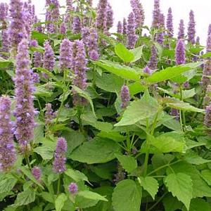 Agastache rugosa