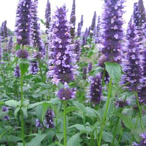 Agastache 'Black Adder'