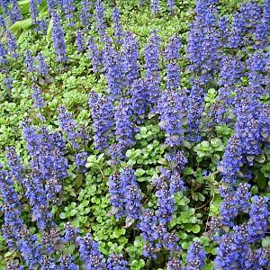 Ajuga reptans