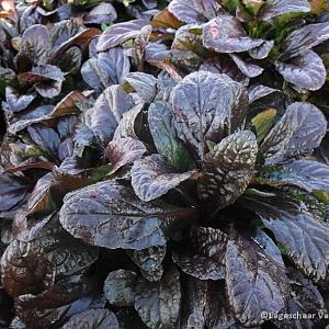 Ajuga reptans 'Atropurpurea'