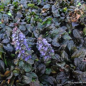 Ajuga reptans 'Catlin's Giant'