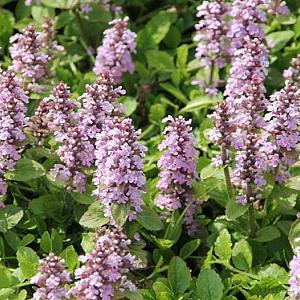 Ajuga reptans 'Rosea'