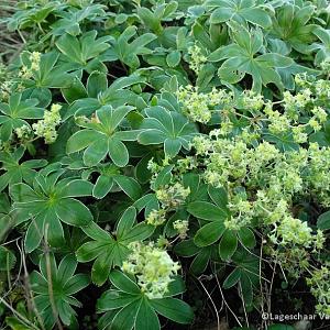 Alchemilla alpina