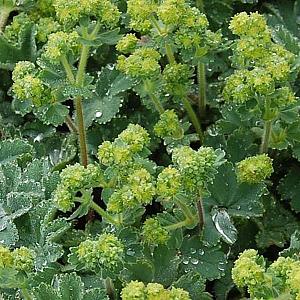 Alchemilla erythropoda