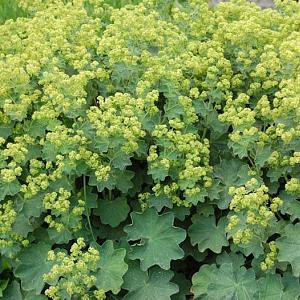 Alchemilla mollis