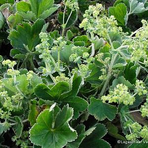 Alchemilla vulgaris