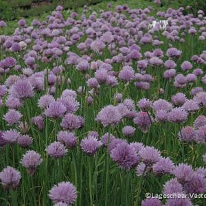 Allium schoenoprasum