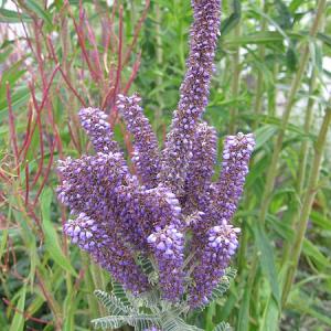 Amorpha canescens