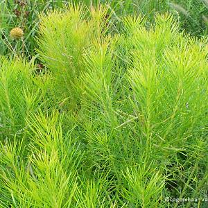 Amsonia hubrichtii