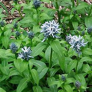 Amsonia tabernaemontana