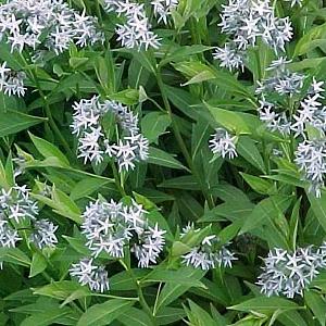 Amsonia tabernaem. salicifolia