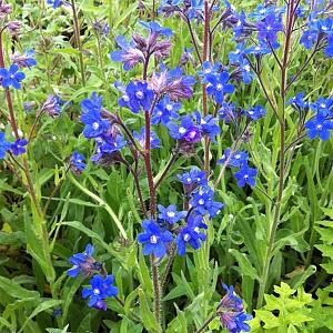 Anchusa azurea 'Loddon Royalist'