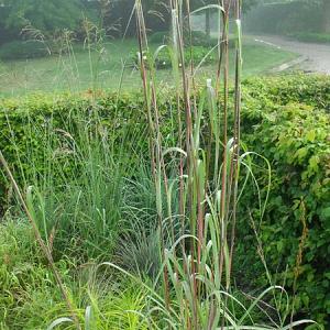 Andropogon gerardii