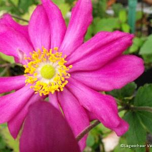 Anemone h. 'Prinz Heinrich'