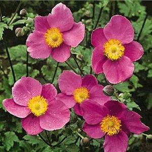 Anemone h. 'Splendens'