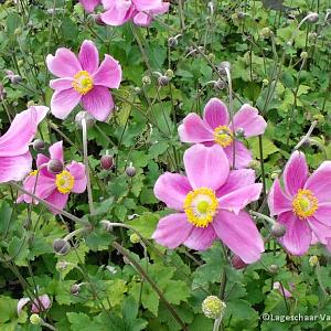 Anemone hyb. 'Elegans'