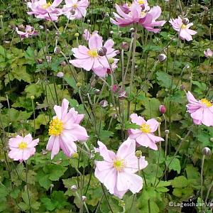 Anemone hyb. 'Königin Charlotte'