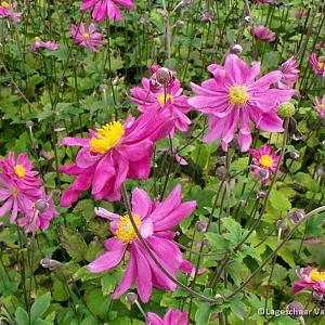 Anemone hyb. 'Pamina'