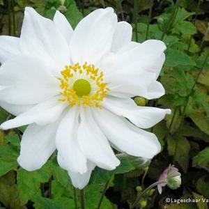 Anemone hyb. 'Whirlwind'