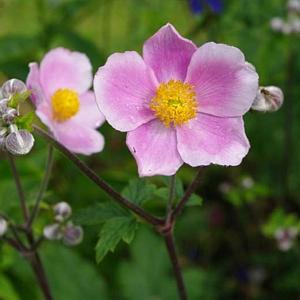 Anemone tom. 'Robustissima'