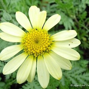 Anthemis hyb. 'E.C. Buxton'