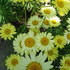 Anthemis hyb. 'Sauce Hollandaise'