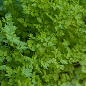 Anthriscus cerefolium